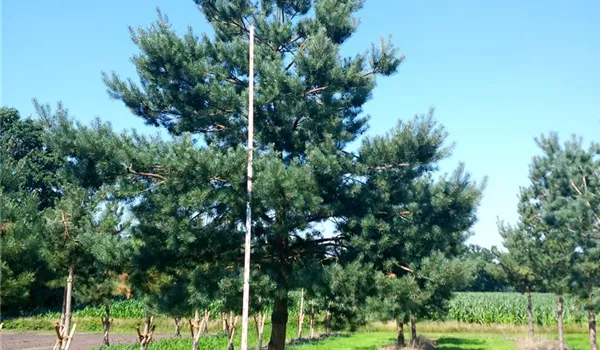 Pinus sylvestris 50-60