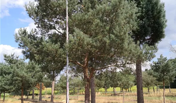 Pinus sylvestris 50-60