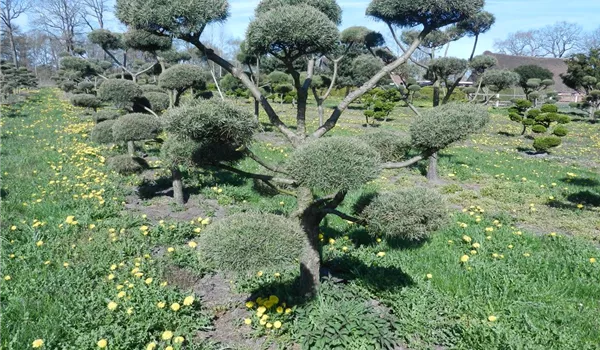 Pinus sylvestris Bonsai 250-275