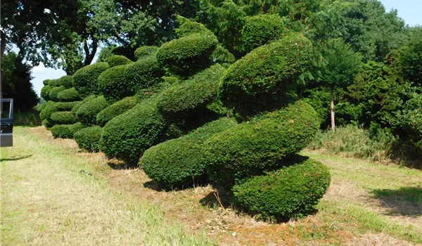 Taxus baccata Spirale