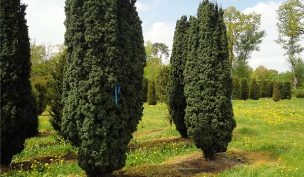 Taxus baccata 400-450-500