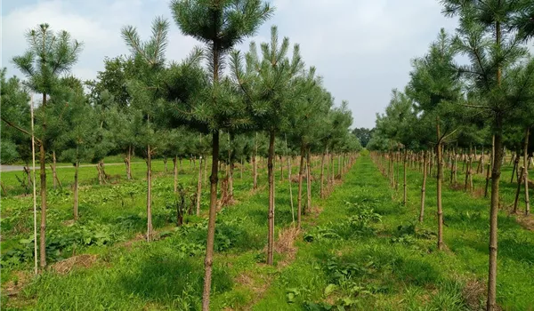 Pinus sylvestris Hochstamm 16-18-20