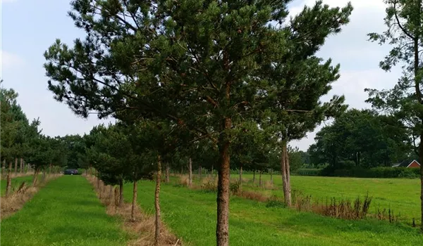 Pinus sylvestris 30-35
