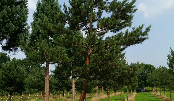 Pinus sylvestris 30-35