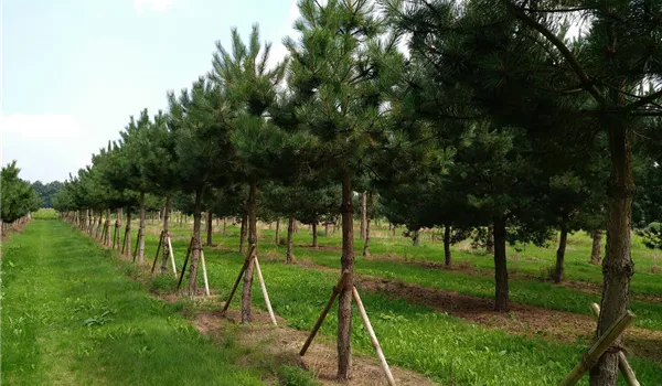 Pinus nigra 35-40-45