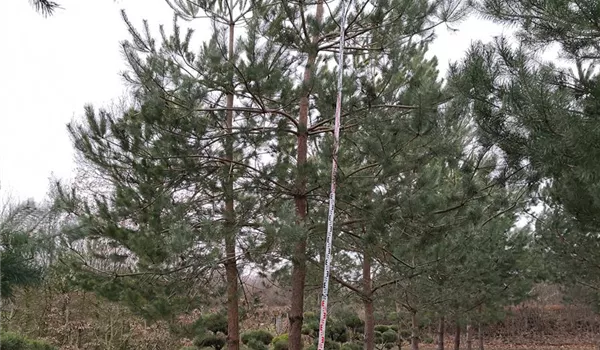 Pinus sylvestris zweistämmig, 2 x 35-40