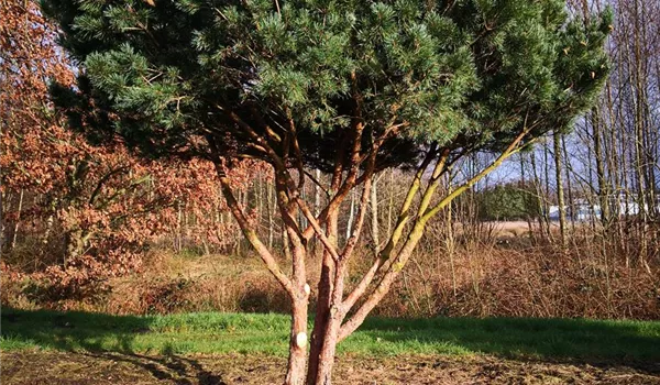 Pinus sylvestris Watererii Schirmform 300-350