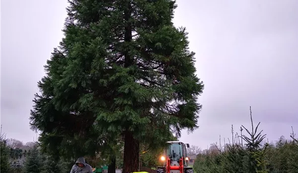 Sequoiadendron giganteum 700-800