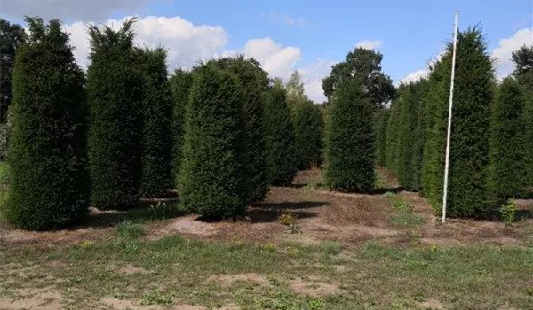 Taxus baccata 300-350-400
