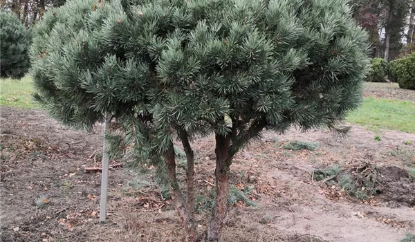 Pinus sylvestris Watererii Schirmform 175-200