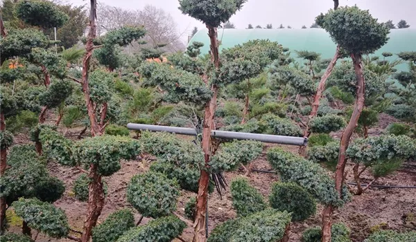 Juniperus Bonsai