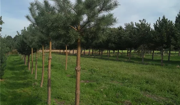 Pinus sylvestris 16-18-20