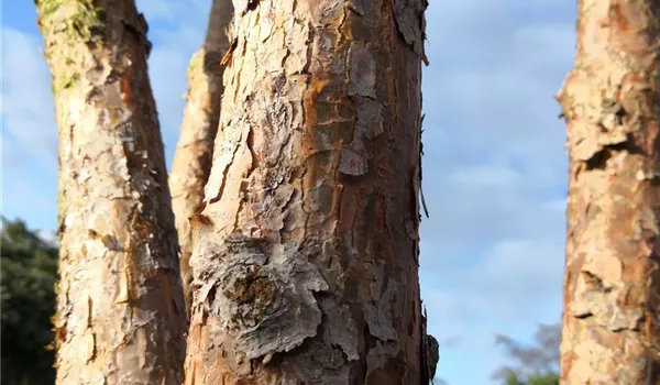 Pinus sylvestris Watererii mehrstämmige Schirmform