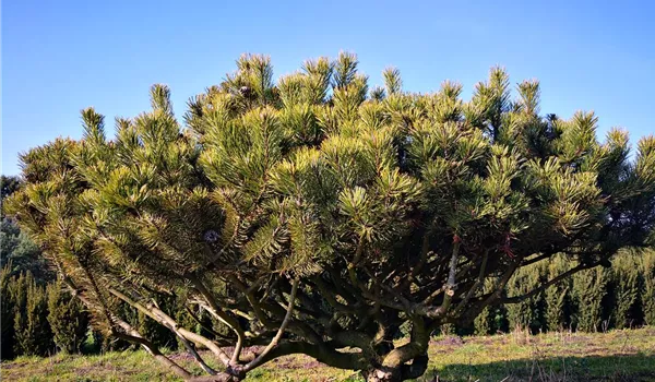 Pinus mugo mughus Schirmform