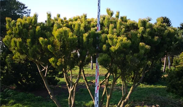 Pinus mugho mughus Schirmform 200-250 x 225-250