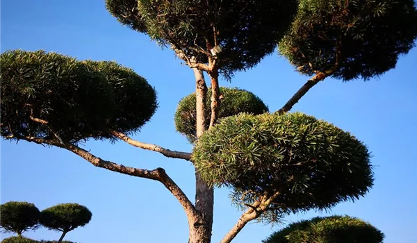 Pinus sylvestris Bonsai