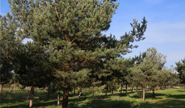 Pinus sylvestris Hochstamm 50-60