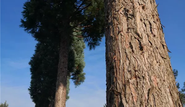 Sequoiadendron giganteum Glaucum Hochstamm 90-100