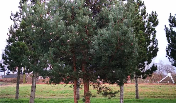 Pinus sylvestris 35-40