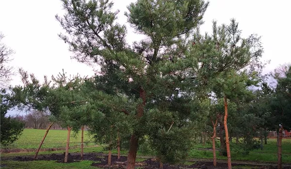 Pinus sylvestris 35-40
