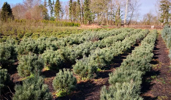 Pinus sylvestris Watererii 60-80-100