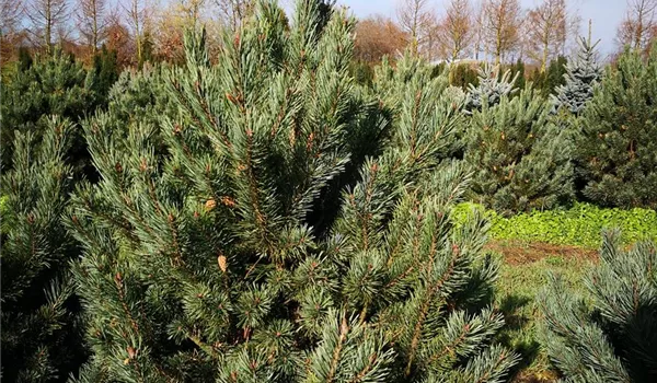 Pinus sylvestris Argentea Compacta 100-125