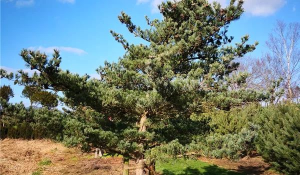 Pinus parviflora Glauca 300-400 x 400-450